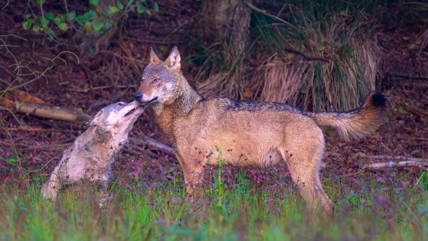 Wolf erwachsenes Tier mit Jungtier