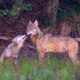 Wolf erwachsenes Tier mit Jungtier