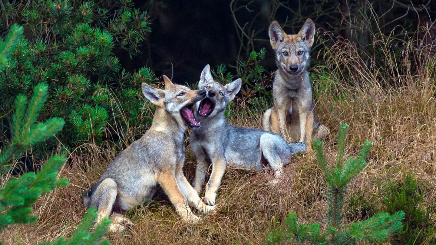 Wolf drei Welpen vor dem Bau