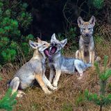 Wolf drei Welpen vor dem Bau
