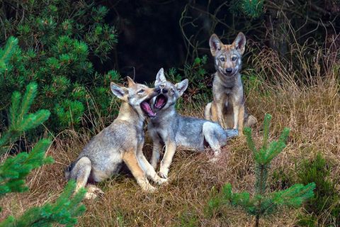 Wolf drei Welpen vor dem Bau
