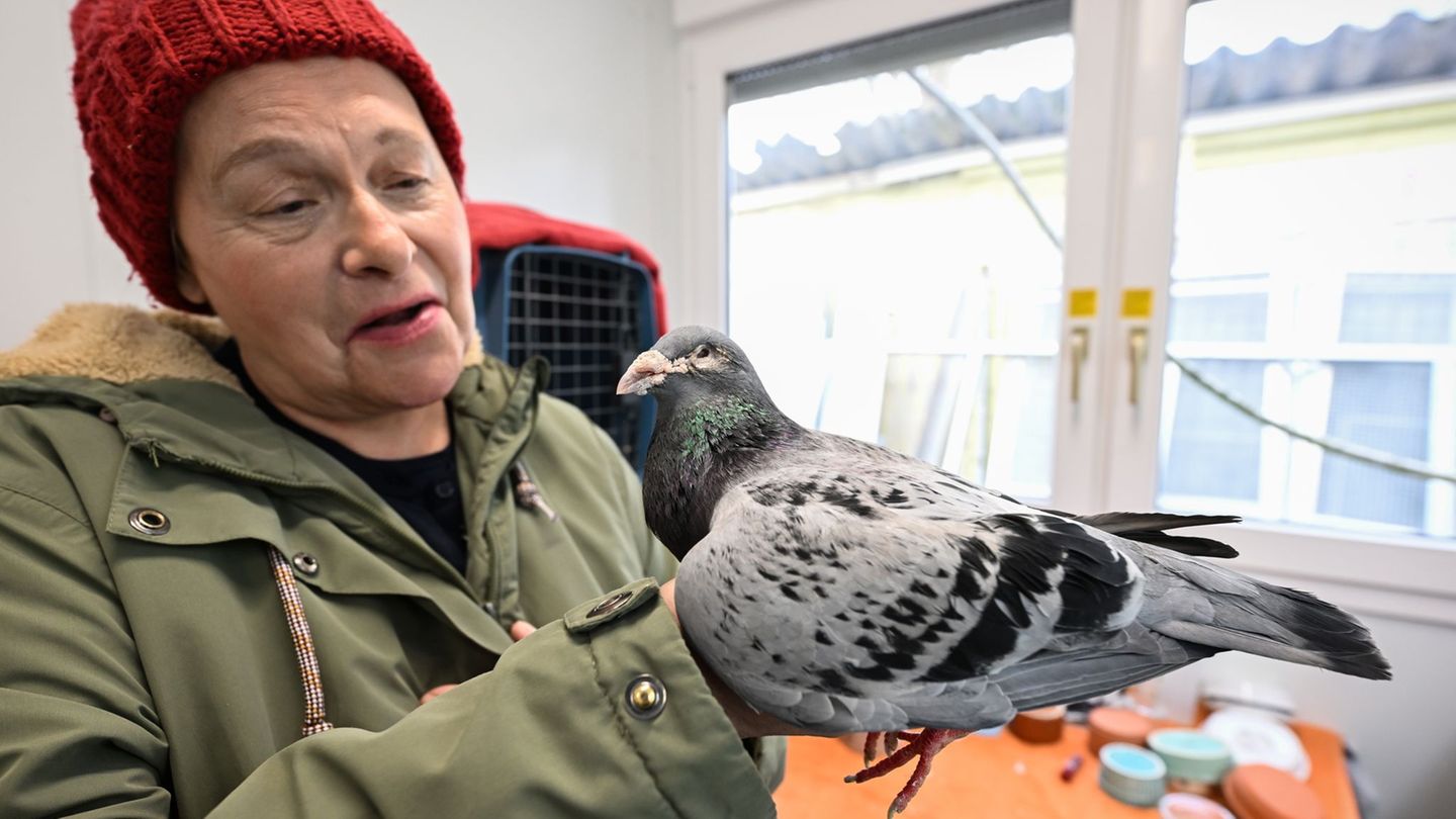 Gudrun Stürmer engagiert sich seit über 40 Jahren für Tauben Foto: Boris Roessler/dpa