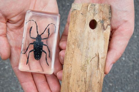 Wird der Käfer gesichtet, gelten strenge Regeln zur Bekämpfung des Insekts. (Archivbild) Foto: Daniel Karmann/dpa