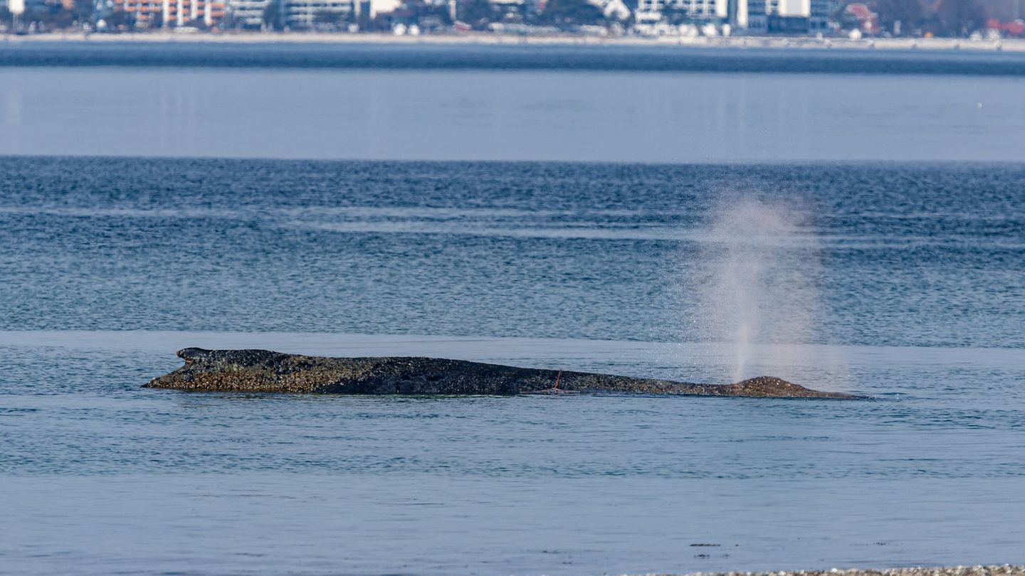 Wie es für den Wal weitergeht, sollen Experten entscheiden. Foto: Ulrich Perrey/dpa