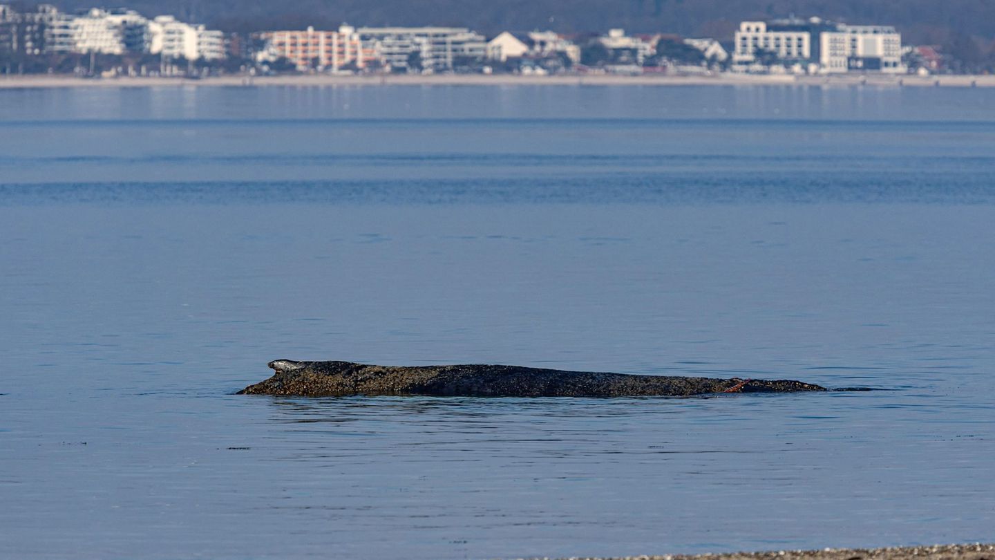 Der große Wal wurde in der Nacht zum Montag laut Polizei im Wasser vor dem Ortsteil Niendorf entdeckt. Foto: Ulrich Perrey/dpa