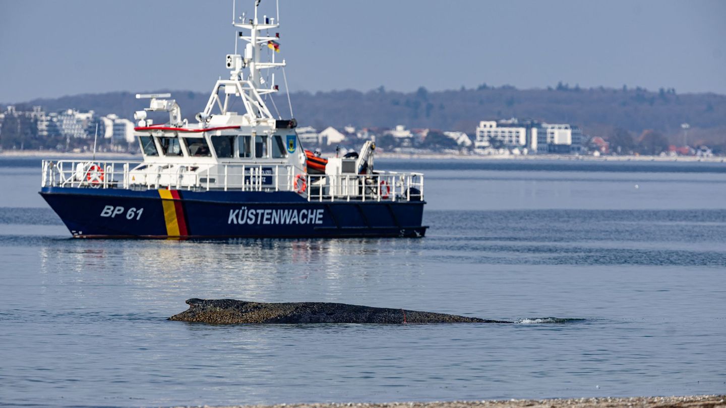 Der Wal wurde in der Nacht zu Montag im Wasser vor dem Ortsteil Niendorf der Gemeinde Timmendorfer Strand entdeckt, wie die Poli
