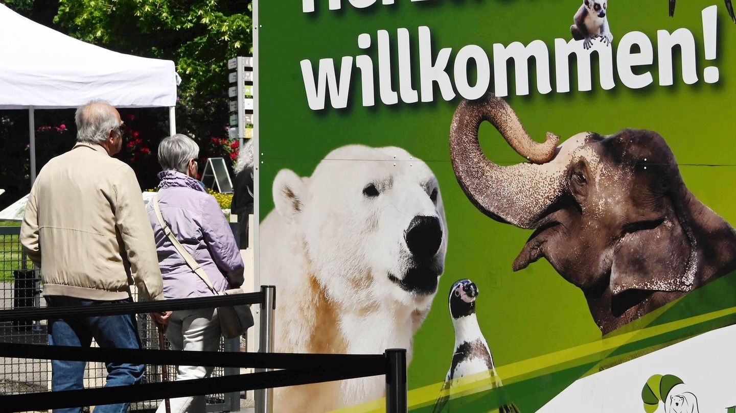 Der Karlsruher Zoo wirbt unter anderem mit den Eisbären. (Archivbild) Foto: Uli Deck/dpa