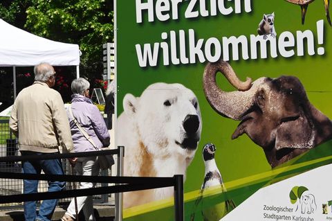 Der Karlsruher Zoo wirbt unter anderem mit den Eisbären. (Archivbild) Foto: Uli Deck/dpa