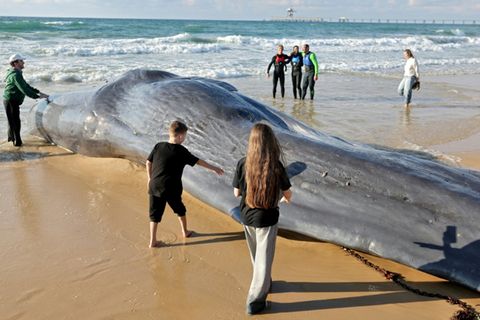 Gestrandeter Wal (Symbolbild)