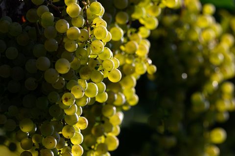 Rotkäppchen setzt auf alkoholfreie Schaumweine, andere Winzer bleiben skeptisch. (Archivbild) Foto: Hendrik Schmidt/dpa