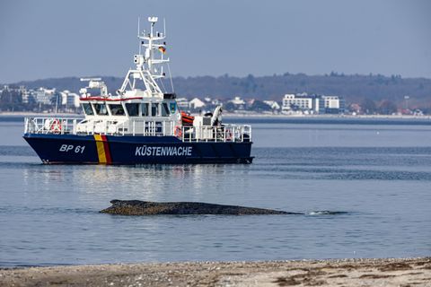 Ein Wal ist an der Ostseeküste vor Niendorf gestrandet, im Hintergrund ein Boot der Küstenwache. Die Polizei hat das Gelände abg