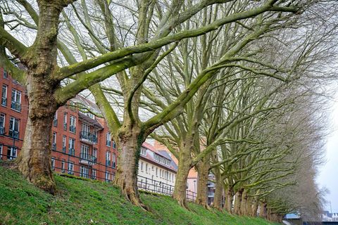 Platanen – zwei solcher Bäume sind in Frankfurt vergiftet und daher 2025 gefällt worden. Auch anderswo in Hessen kommt es zu Bau