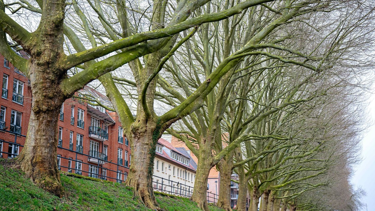 Platanen – zwei solcher Bäume sind in Frankfurt vergiftet und daher 2025 gefällt worden. Auch anderswo in Hessen kommt es zu Bau