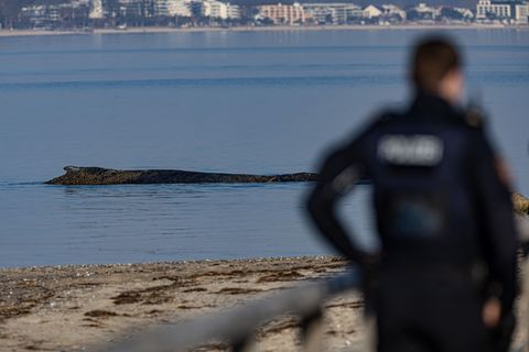 Das Tier wurde in der Nacht zum Montag laut Polizei im Wasser vor dem Ortsteil Niendorf in Timmendorfer Strand entdeckt. Foto: U
