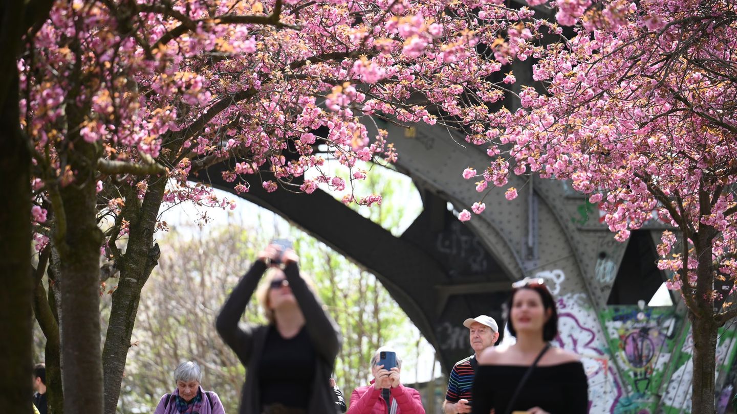 Blütenpracht: Wo man in Berlin gut Kirschen gucken kann