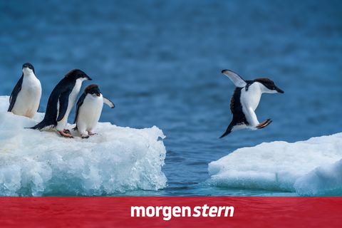 Der Klimawandel beschleunigt sich – auch für Pinguine keine gute Nachricht