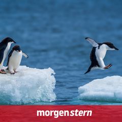 Der Klimawandel beschleunigt sich – auch für Pinguine keine gute Nachricht