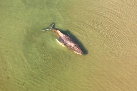 Ostsee: Retter kämpfen um Buckelwal in der Lübecker Bucht