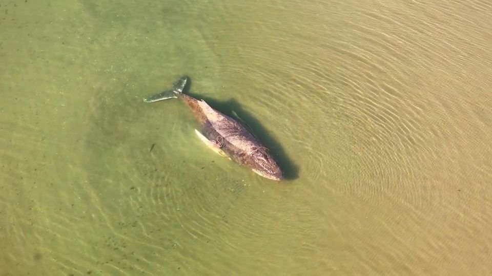 Ostsee: Retter kämpfen um Buckelwal in der Lübecker Bucht
