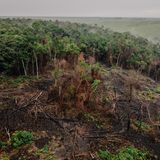 Abholzung in geschützten Gebieten