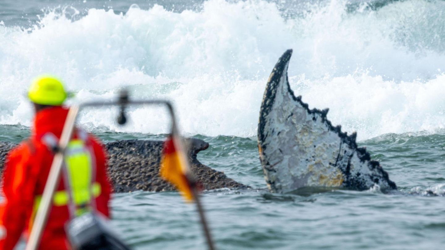 Rettungskräfte beobachten vom Strand aus den Buckelwal