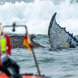 Rettungskräfte beobachten vom Strand aus den Buckelwal