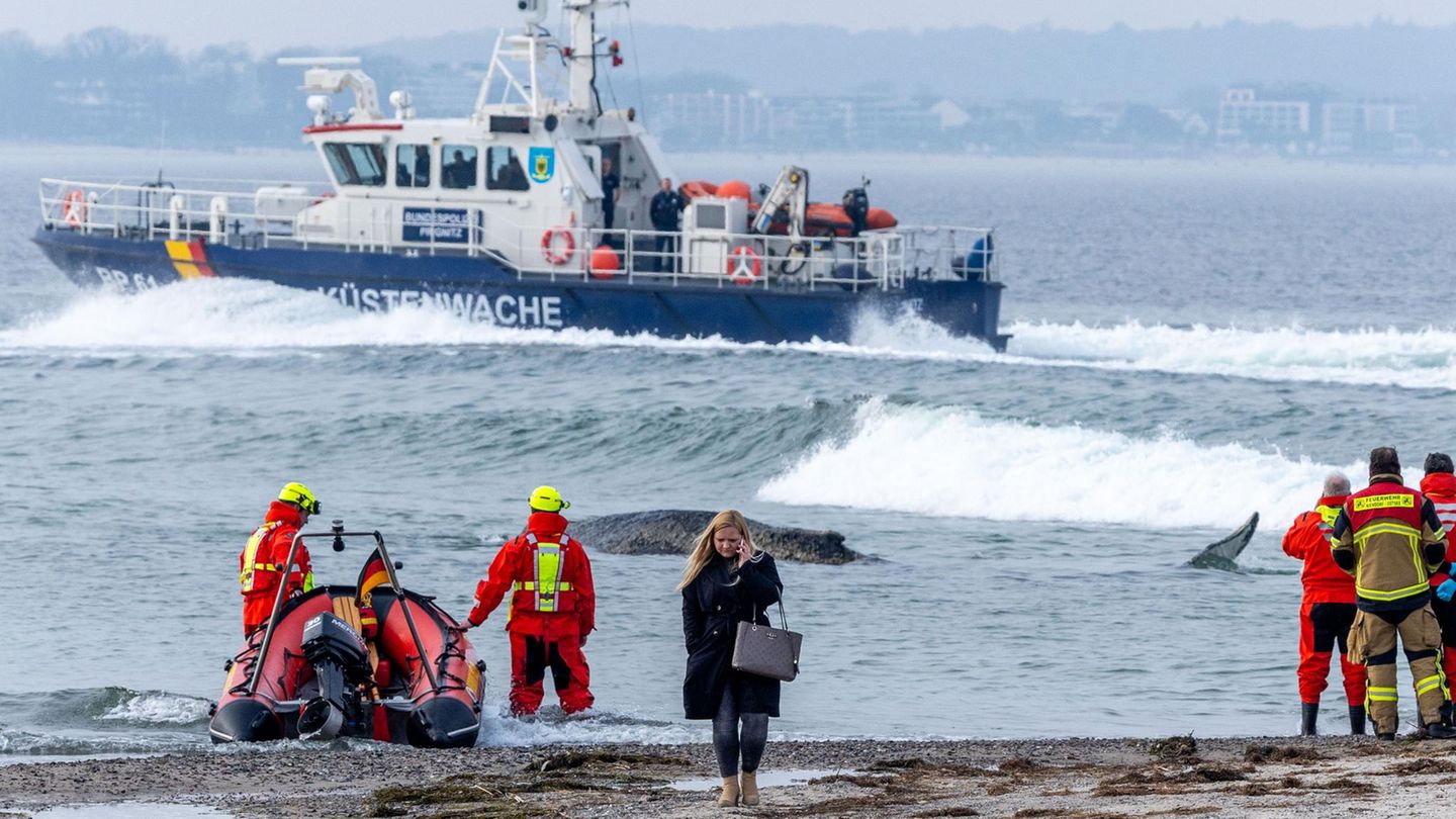 Boote erzeugen Wellen für den Buckelwal