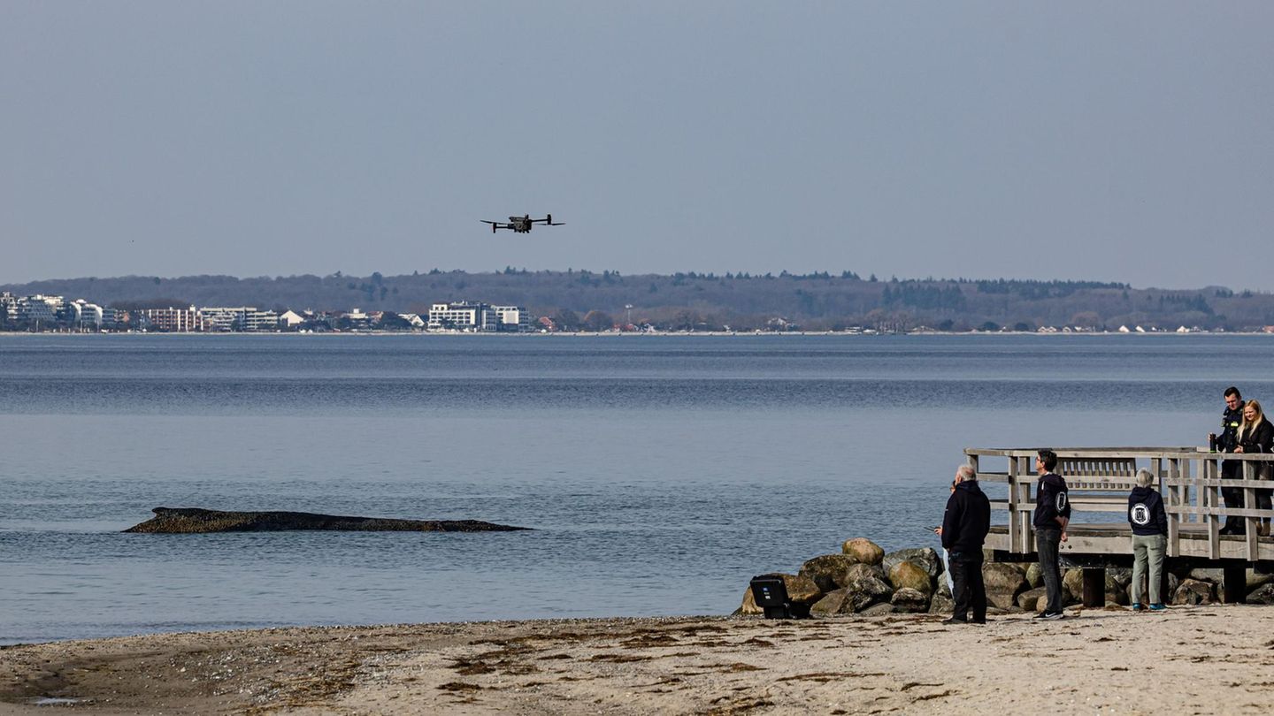 Experten beobachten den Buckelwal mit Drohnen