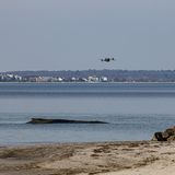 Experten beobachten den Buckelwal mit Drohnen