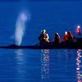 Buckelwal hängt auf Sandbank fest