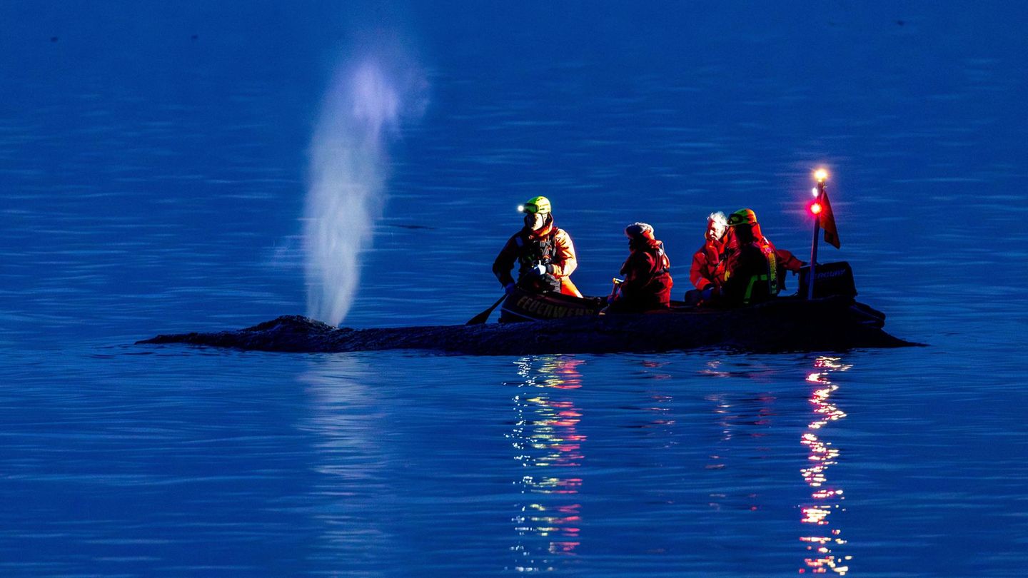 Buckelwal hängt auf Sandbank fest