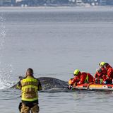 Rettungskräfte befreien Buckelwal von Netzresten
