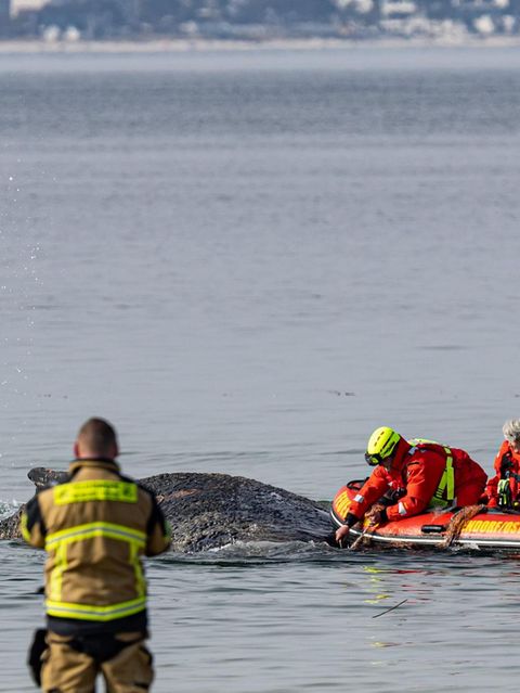 Rettungskräfte befreien Buckelwal von Netzresten
