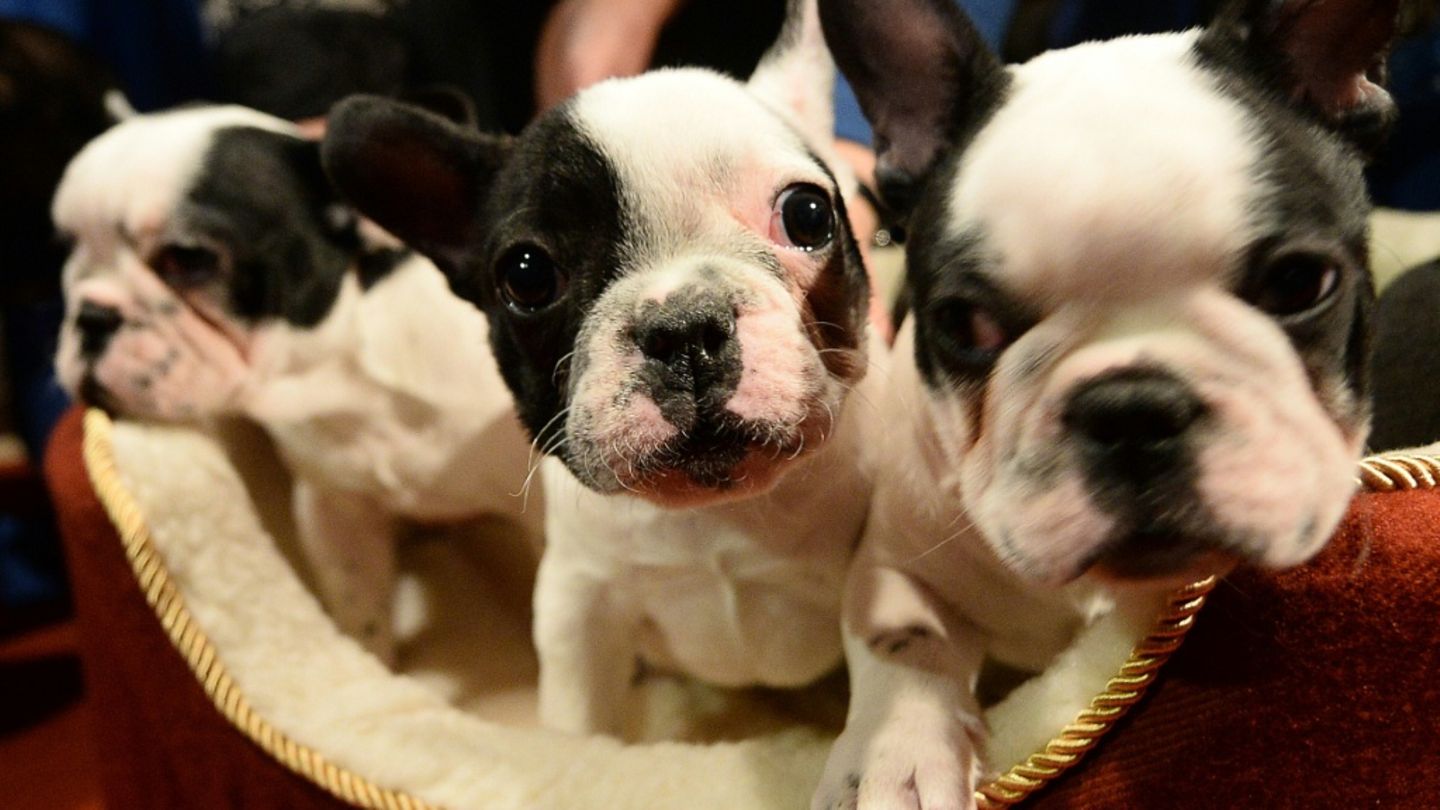 Welpen der Rasse Französische Bulldogge