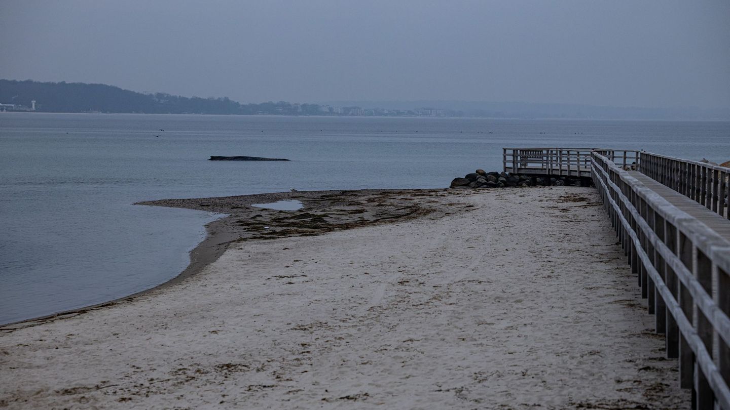 Die Rettungsversuche für den Wal dauern an. Foto: Ulrich Perrey/dpa
