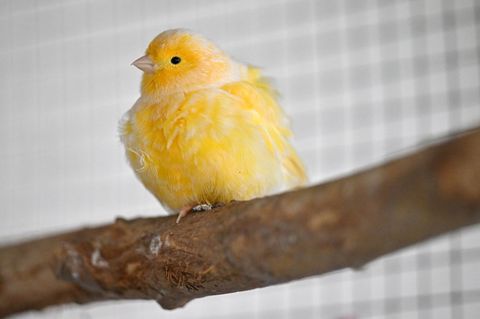 Ein Kanarienvogel sorgte für einen ungewöhnlichen Anblick auf einem Parkplatz an der A81. (Symbolbild) Foto: Martin Schutt/dpa
