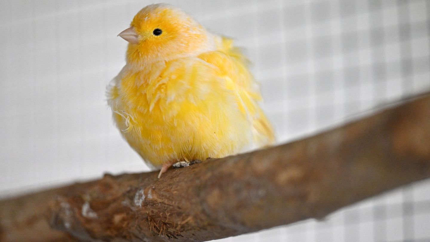 Ein Kanarienvogel sorgte für einen ungewöhnlichen Anblick auf einem Parkplatz an der A81. (Symbolbild) Foto: Martin Schutt/dpa