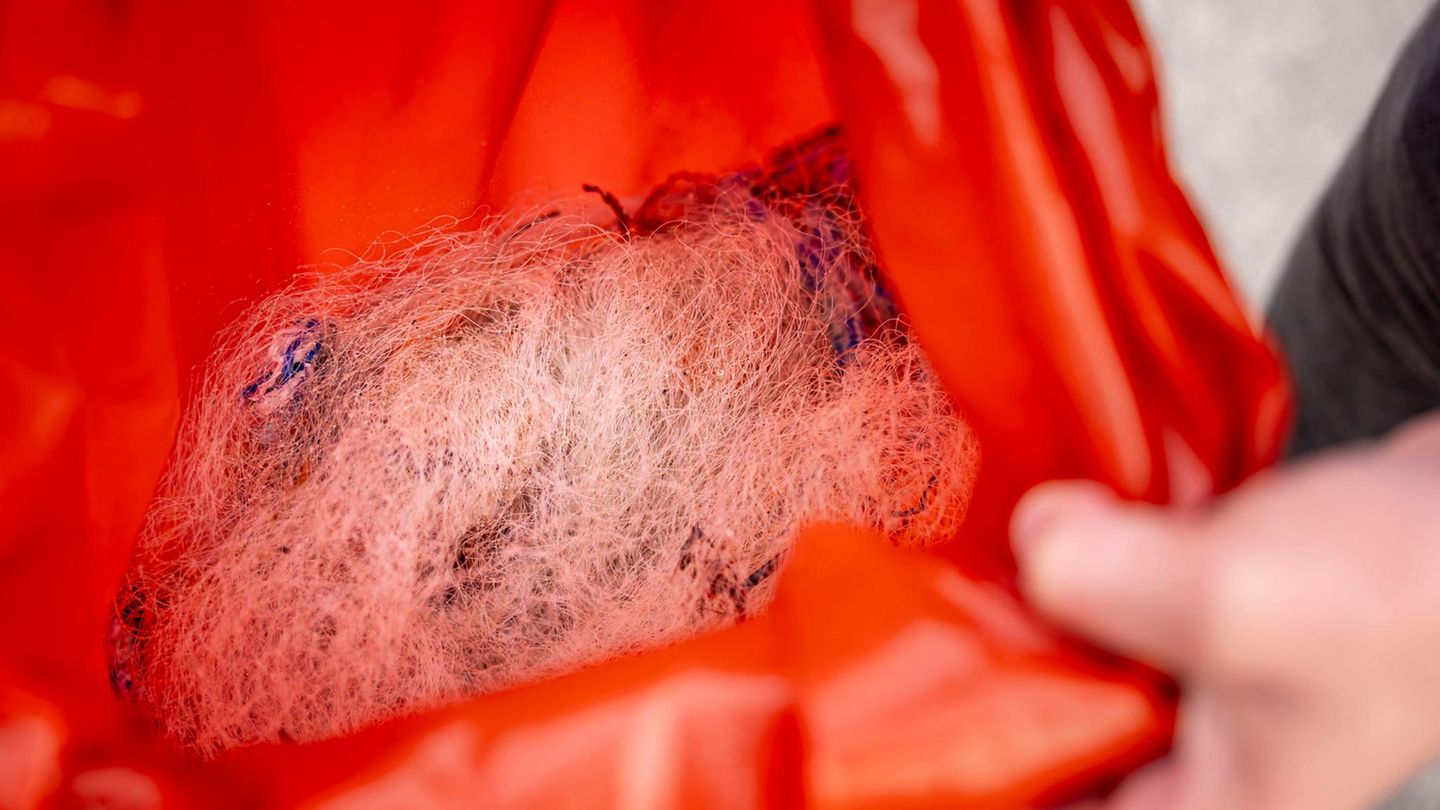 Netzreste vom Buckelwal