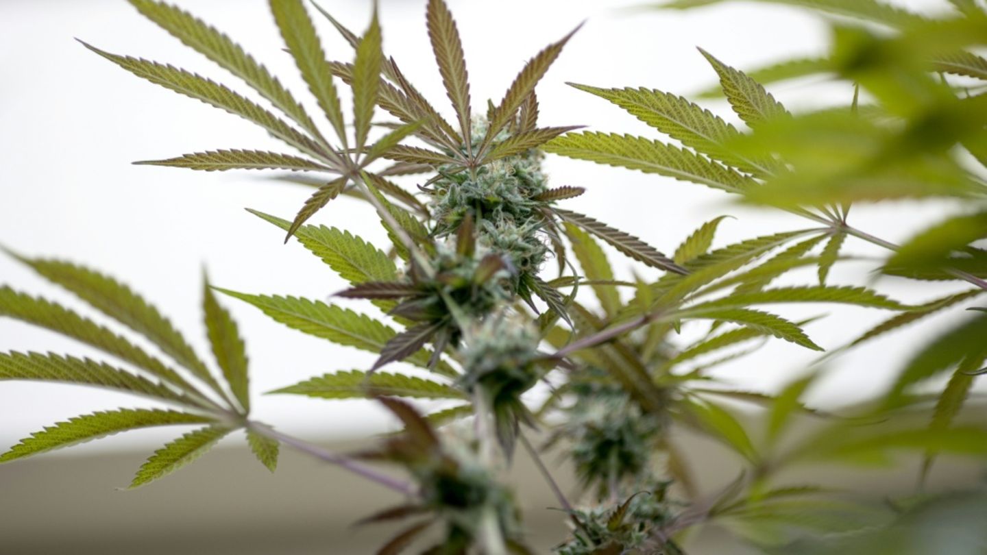 Ermittler entdecken Cannabisplantage mit hunderten Pflanzen in Brandenburg