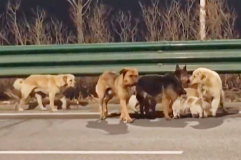 China: Hunde entkommen Fleischhändlern – und laufen nach Hause