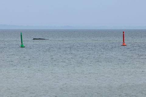 Der Wal sitzt weiterhin fest. Alle bisherigen Rettungsversuche scheiterten. Foto: Ulrich Perrey/dpa