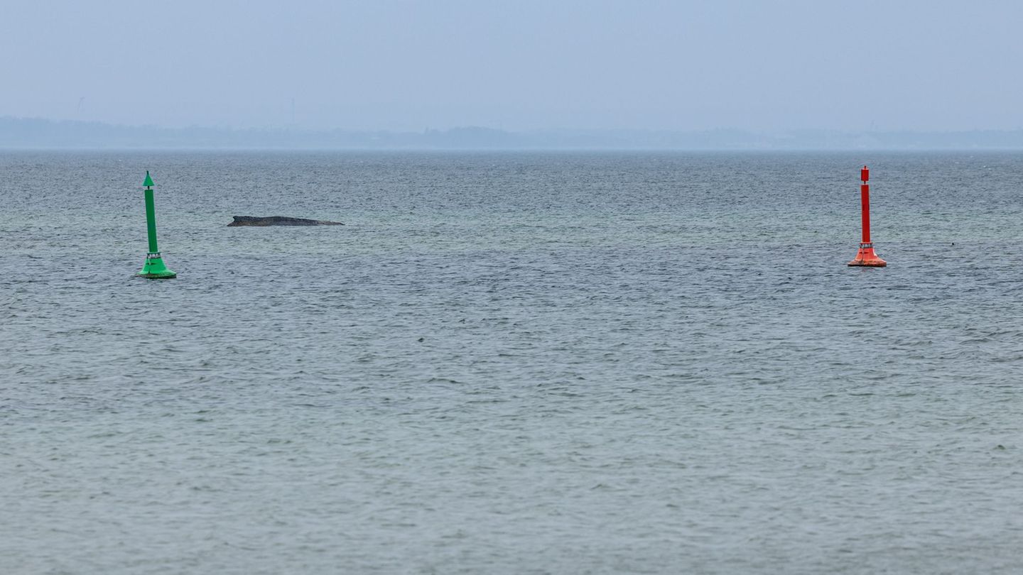 Der Wal sitzt weiterhin fest. Alle bisherigen Rettungsversuche scheiterten. Foto: Ulrich Perrey/dpa