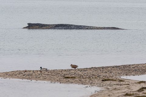 Auch am Dienstag lag der Wal auf der Sandbank vor Niendorf. Foto: Ulrich Perrey/dpa
