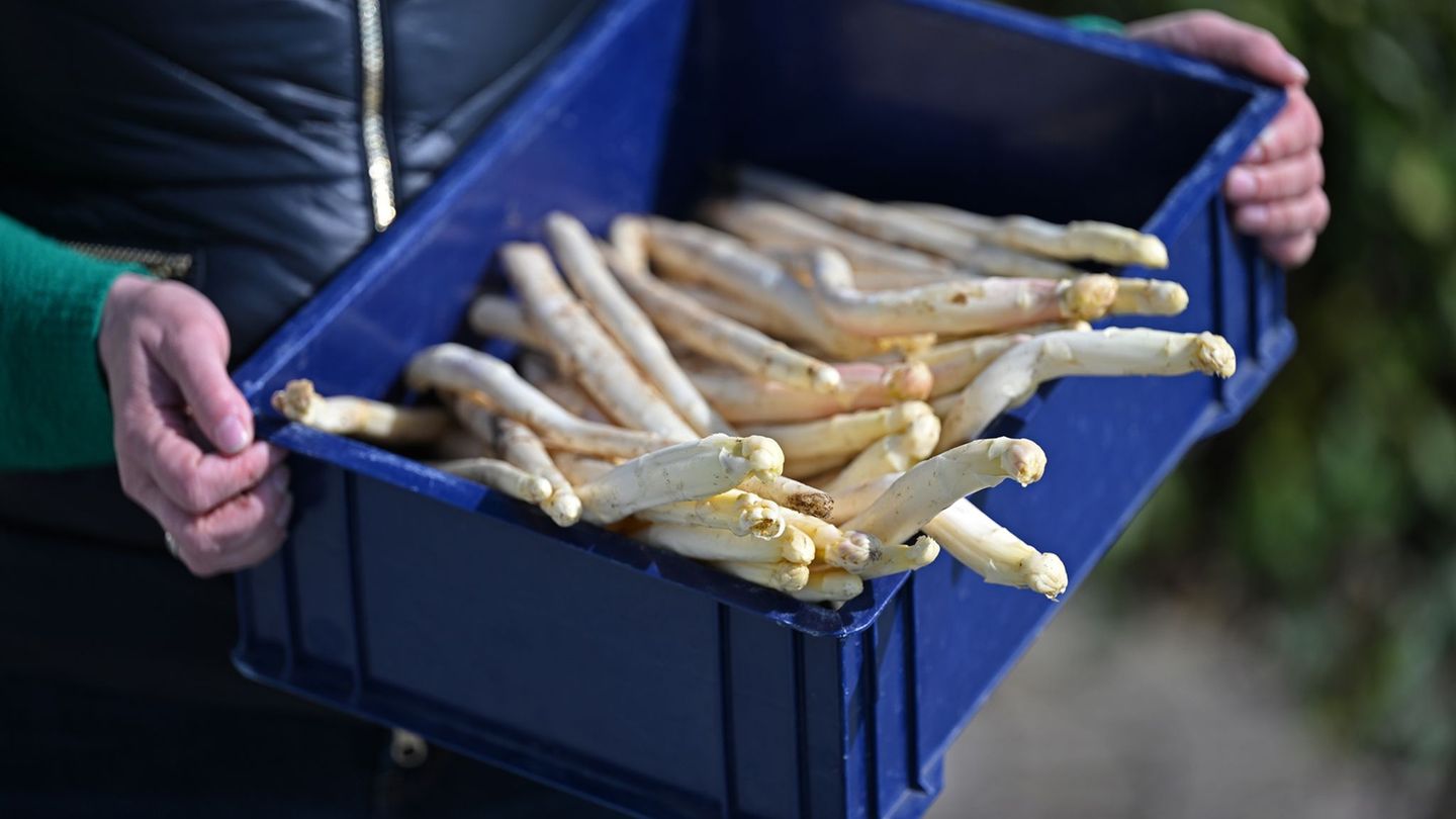 Gemüseernte: Frühstart zur Spargelsaison in Hessen