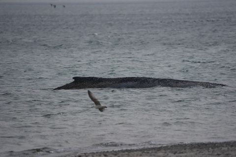 In der Ostsee ist ein Wal gestrandet. Foto: Marcus Brandt/dpa