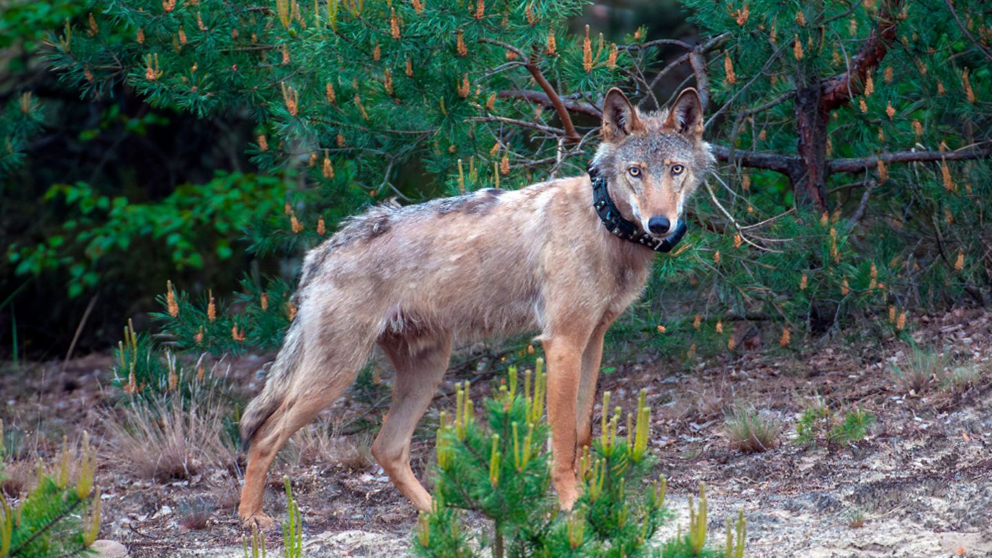 Wolf mit Senderhalsband
