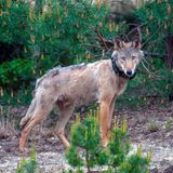 Wolf mit Senderhalsband