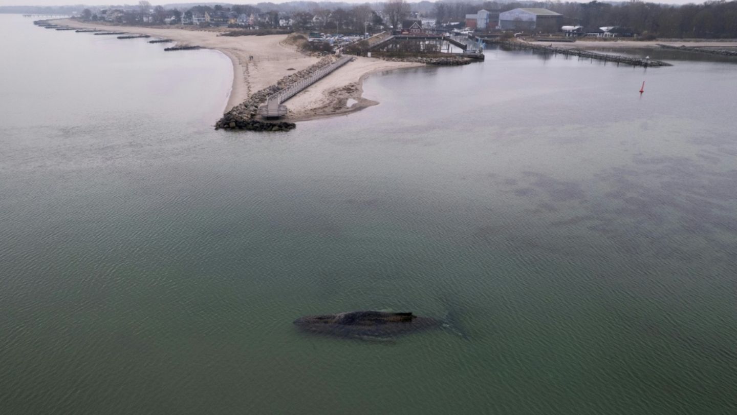 Wal in flachem Küstenwasser