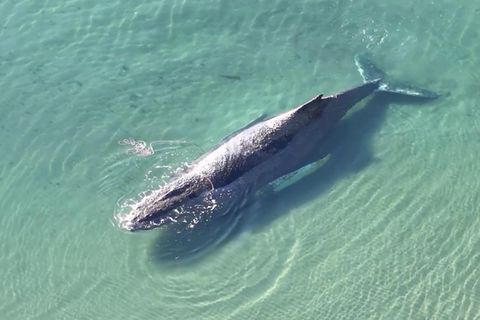 Zeit für gestrandeten Wal an Ostseestrand wird knapp