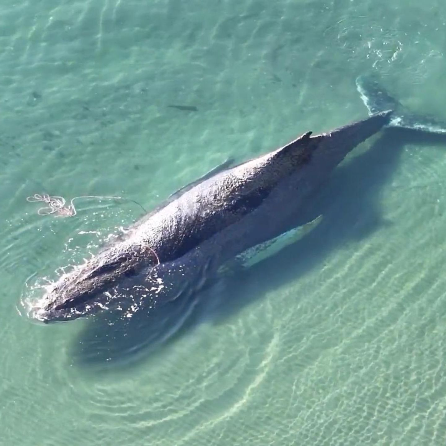 Rettungseinsatz Buckelwal